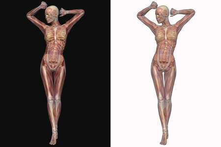 Female Skeleton With Transparent Musclesの写真素材