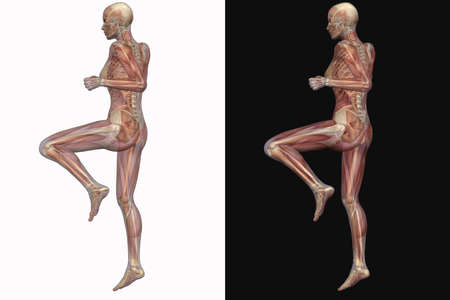 Female Skeleton With Transparent Musclesの写真素材