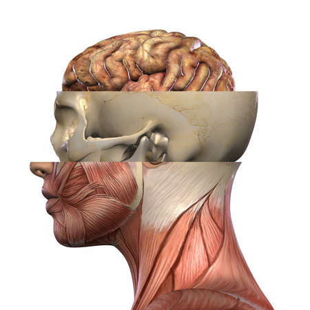 Female Anatomy Bodyの写真素材