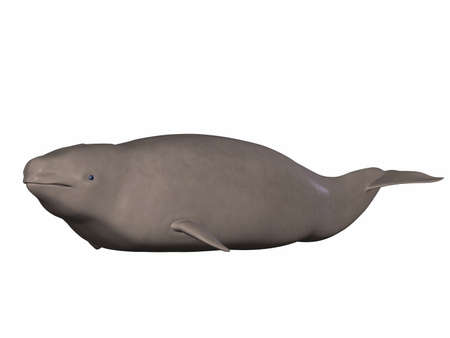 Narwhalの写真素材