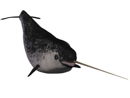 Narwhalの写真素材
