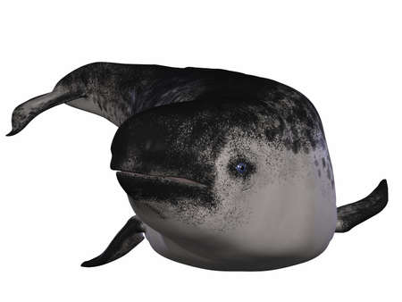 Narwhalの写真素材