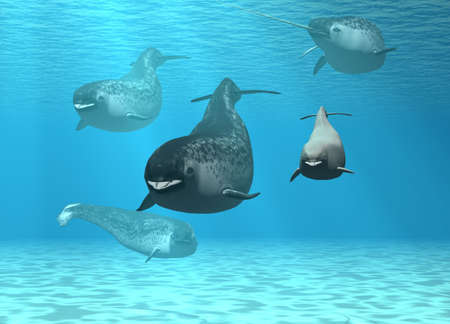 Narwhalの写真素材