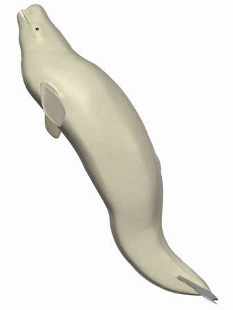 Beluga - White Whaleの写真素材