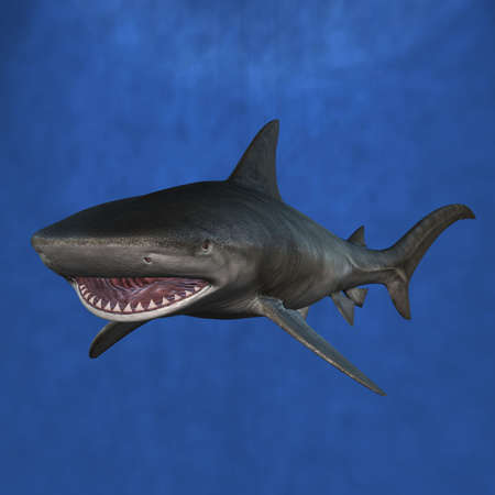 Tigersharkの写真素材