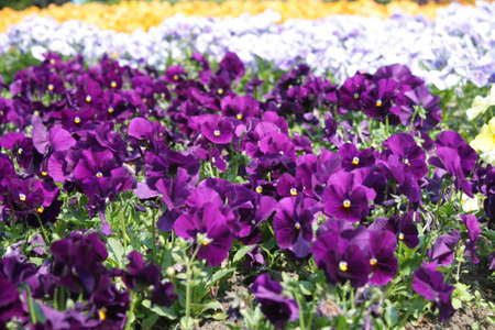 Flowers in summerの写真素材