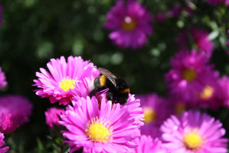Beautiful flower