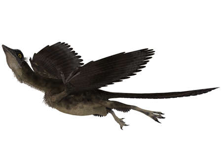Archaeopteryx - 3D Dinosaurの写真素材