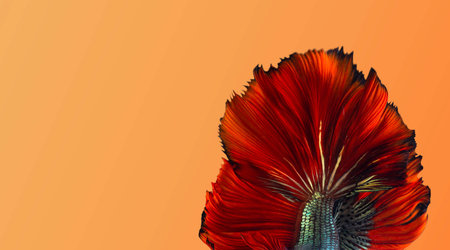 Red tail of betta splendens, Colorful tail Siamese fighting fish, betta fish, siamese betta with...