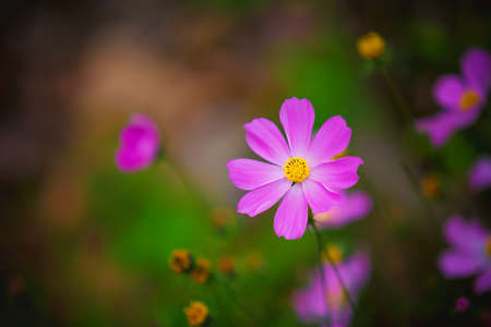 Beautiful pink cosmos flowers in the morning time with warm color background.の写真素材