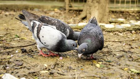 Three dove birds eatingの写真素材