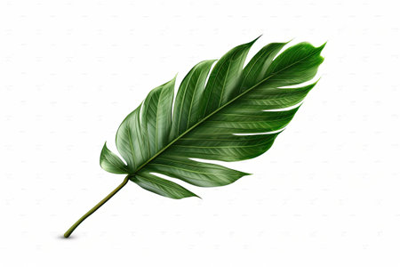Monstera leaves isolated on white background. Realistic vector illustration.の素材