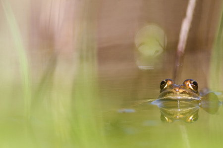 green frog in the green waterの写真素材