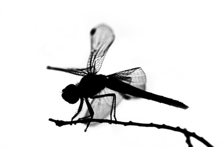 dragonfly silhouetteの写真素材