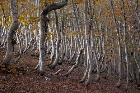 fall into a forest of twisted trees, Appeninnes, Italyの写真素材