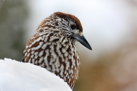 Spotted nutcracker, Eurasian nutcracker, or just nutcracker, (Nucifraga caryocatactes)の写真素材