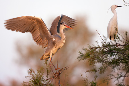Heron Ardea Cinerea ad sunset, Franceの写真素材