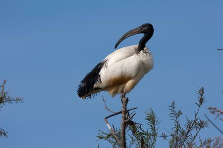 African sacred ibis, Threskiornis aethiopicus, with sky as backgroundの写真素材