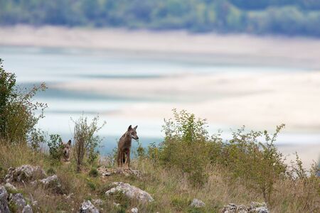 couple of Apennine wolfs with Barrea lake on the background.  Abruzzo, Italyの写真素材