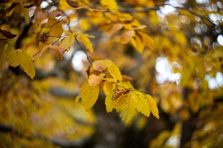 beech leafs during autumn season