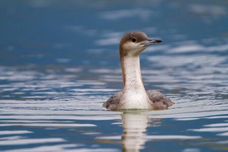 black-throated loon, Gavia arcticaの写真素材