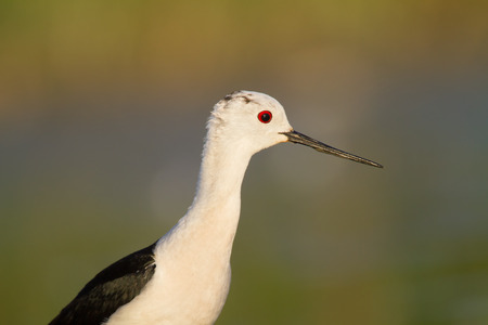 black-winged stilt, himantopus himantopus, portraitの写真素材