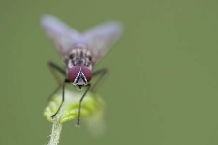 housefly on a leaf with a green background and small depht of focusの写真素材