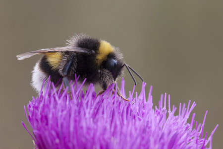 Bumblebee on a cardus and smooth background