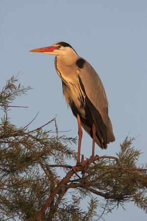 grey heron, ardea cinerea during the  breeding season with the very yellow beak and feathers neck longerの写真素材