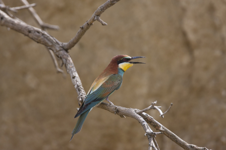 European bee-eater, Merops apiasterの写真素材