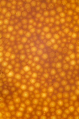 Orange peel extreme macroの写真素材