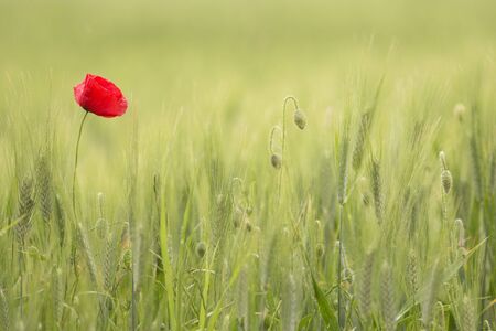 Isolated red poppy in a green fieldの写真素材