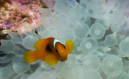 Clown Fishの写真素材