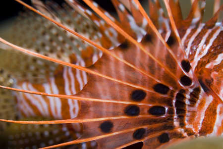 Lionfish