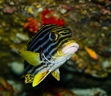 Oriental Sweetlips fishの写真素材