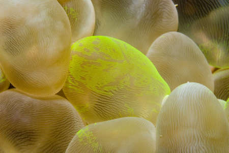 Bubble Coralの写真素材