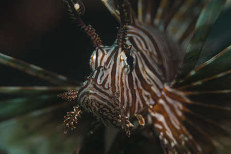 Lionfishの写真素材