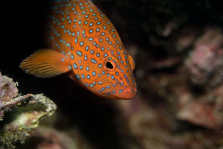 Coral Grouper