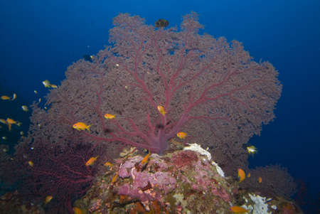 Knotted Fan Coralの写真素材