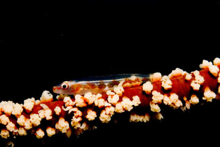 Coral Whip Gobyの写真素材