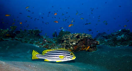 Oriental Sweetlipsの写真素材