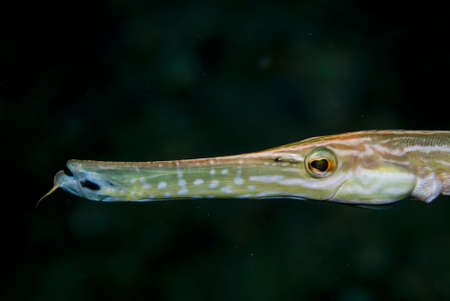 Trumpetfishの写真素材