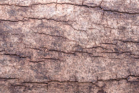 Beautiful wooden texture from the treeの写真素材