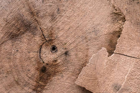 Beautiful wooden texture from the treeの写真素材