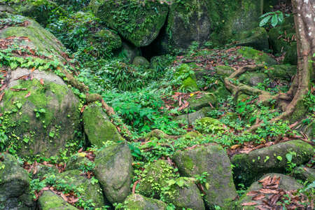 Exotic tropical forest の写真素材