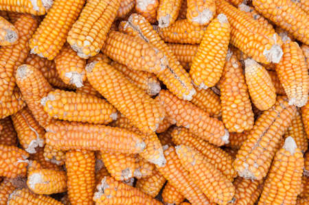 Pile of corns 