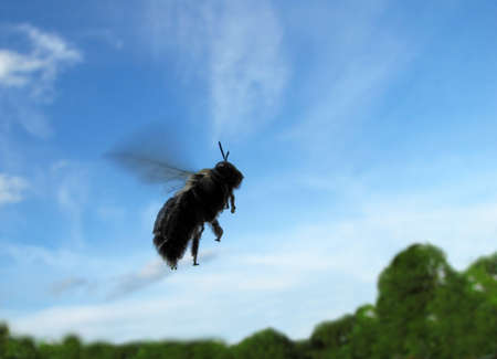 Close-up of a bee in flight across a blue sky with trees in the background.