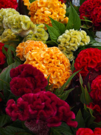 Closeup of Celosia Cristata flowers, available in a variety of colors.