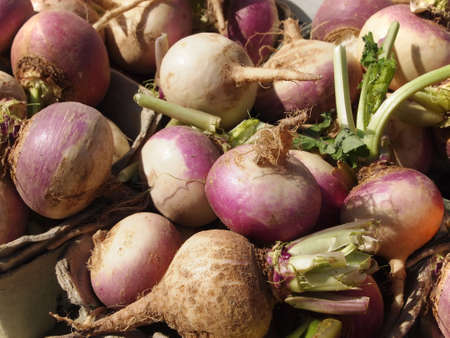 Freshly pulled turnips for sale at a local farmerの写真素材