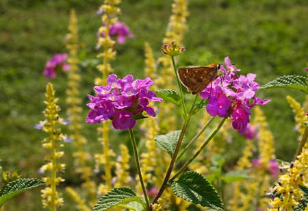 A fuzzy brown moth rests on a purple flower in the garden.の写真素材